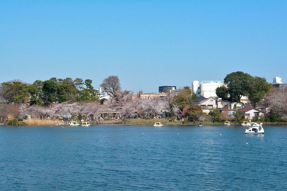 🏞️ 센조쿠이케 공원 (洗足池公園) 이미지 5